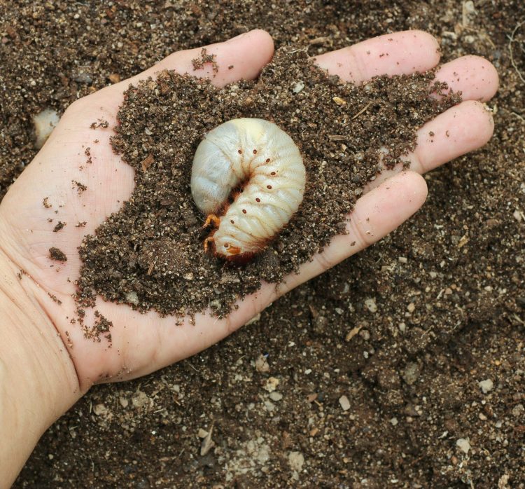 Get Rid of Grubs- Tips for a Healthy Lawn