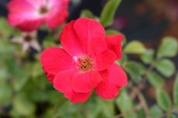 red knock out rose