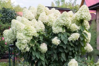oakleaf hydrangeas