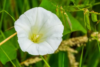 some weed killers will also kill flowers