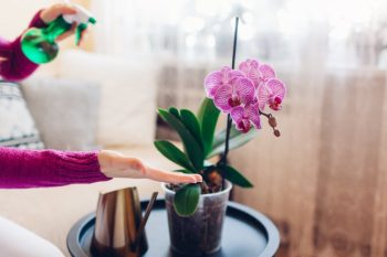 watering orchid
