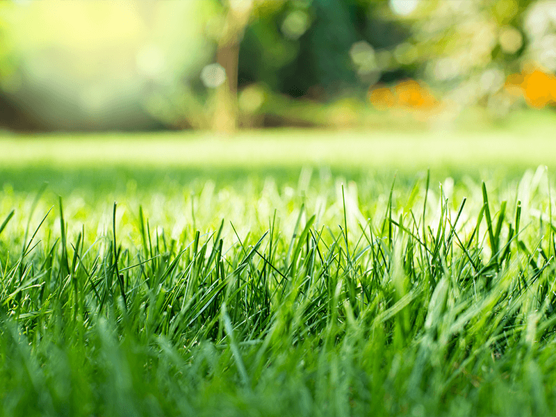 close up of a neatly cut lawn