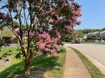crape myrtle