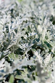 dusty miller