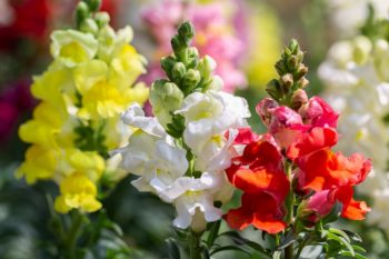 red, yellow, white snapdragons