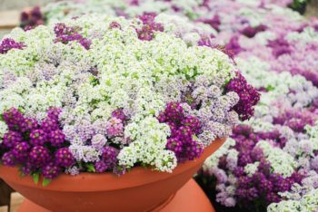white and purple sweet alyssum