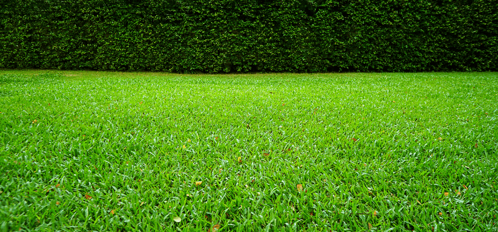 fertilize st augustine in fall