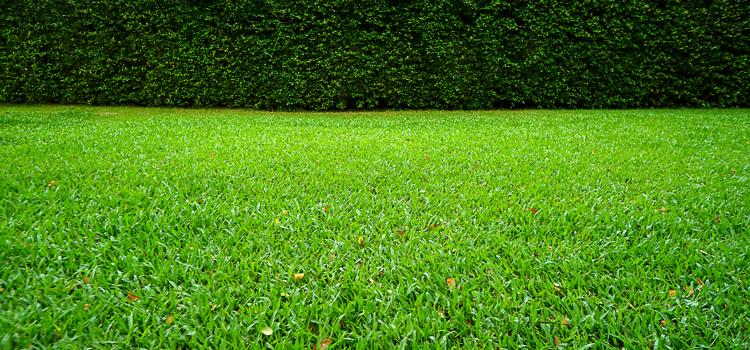 Lawn Repair DIY- A Beginners Guide