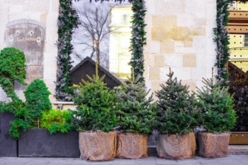 potted shrubs in winter