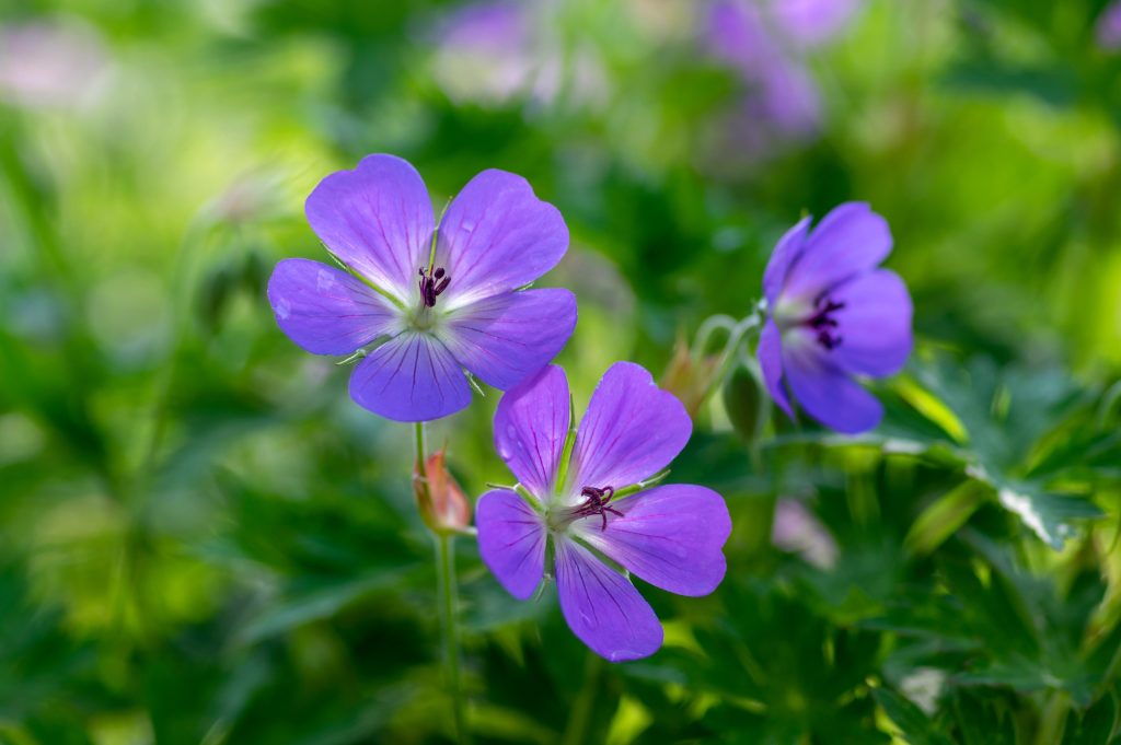 Geranium