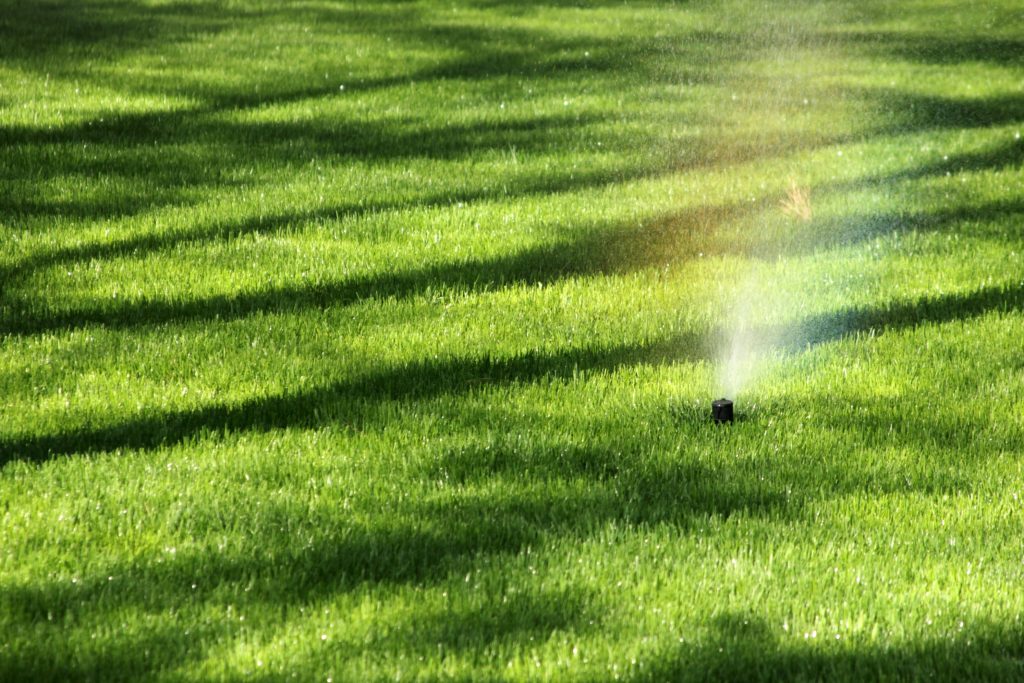 when to apply pre-emergent