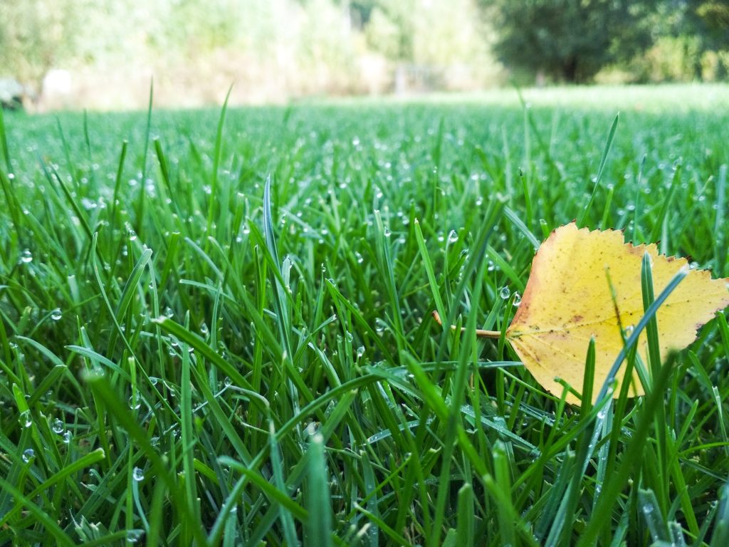 What Do You Put On Your Lawn in the Fall?