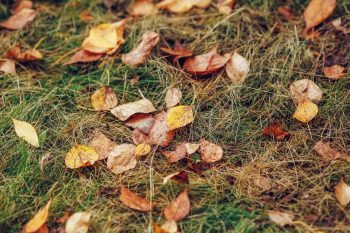 thatch build-up is a problem for bermuda grass