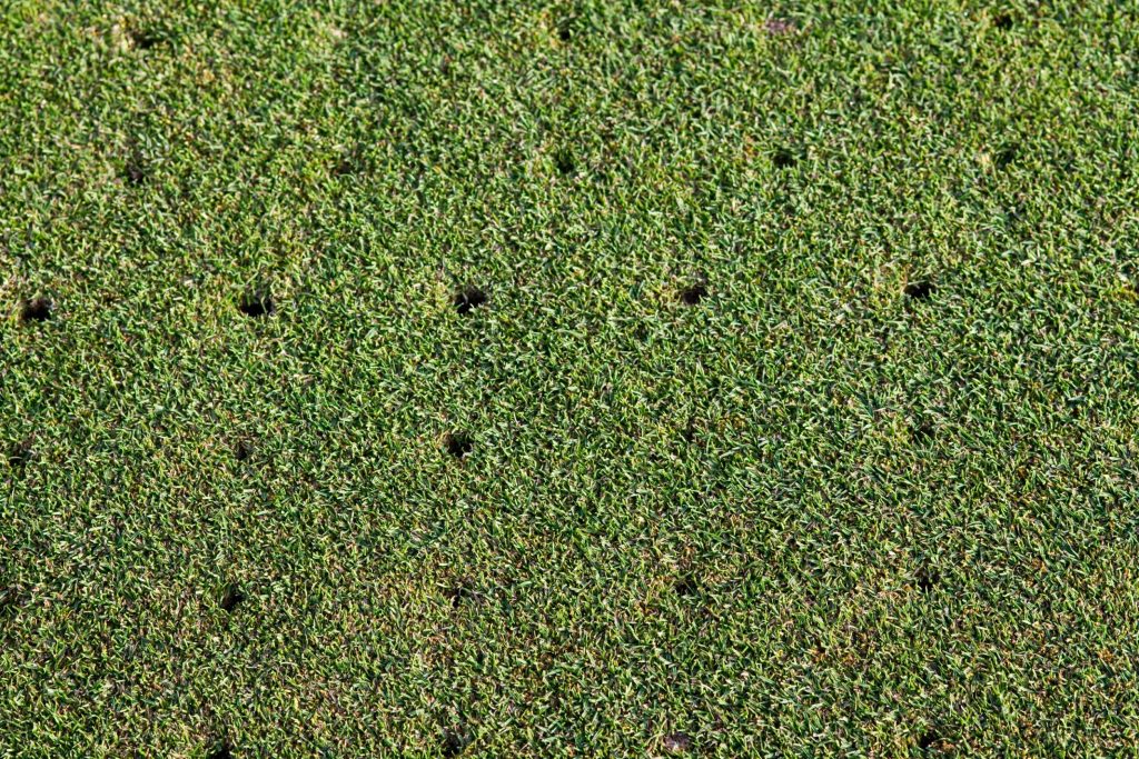 Should You Aerate Your Lawn Every Year?