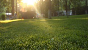 lawn fertilization is key in fall