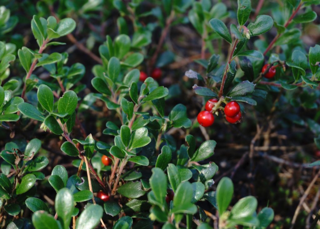 holly low maintenance plants