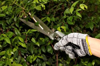 cut back shrubs