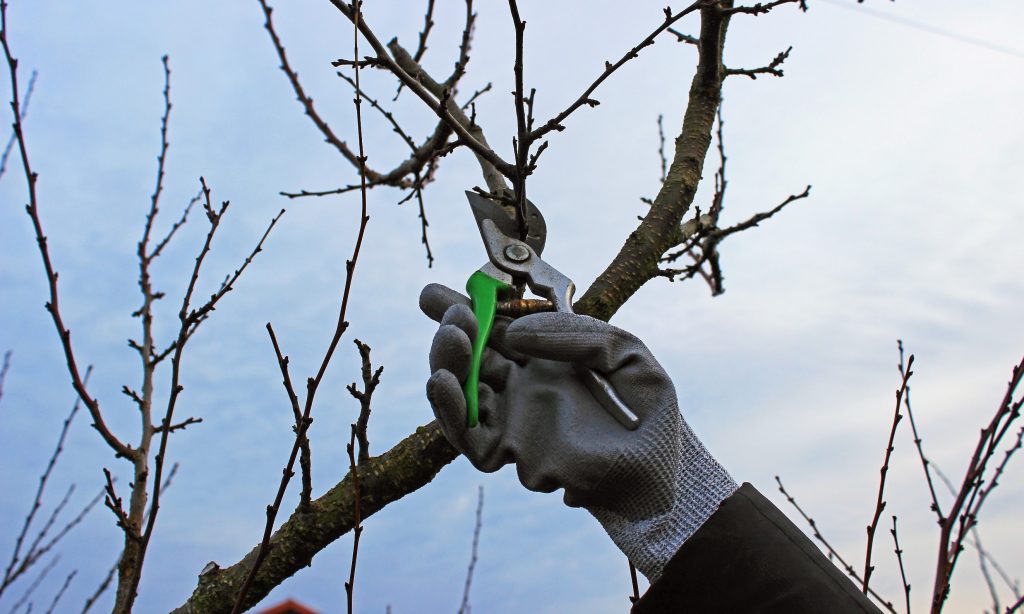 How to Cut Back Shrubs- 7 Tips for Success