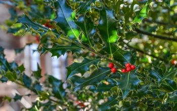 backyard landscape ideas for winter