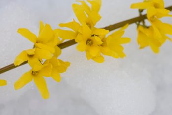 winter landscaping ideas