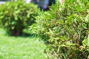 lime can help grass grow