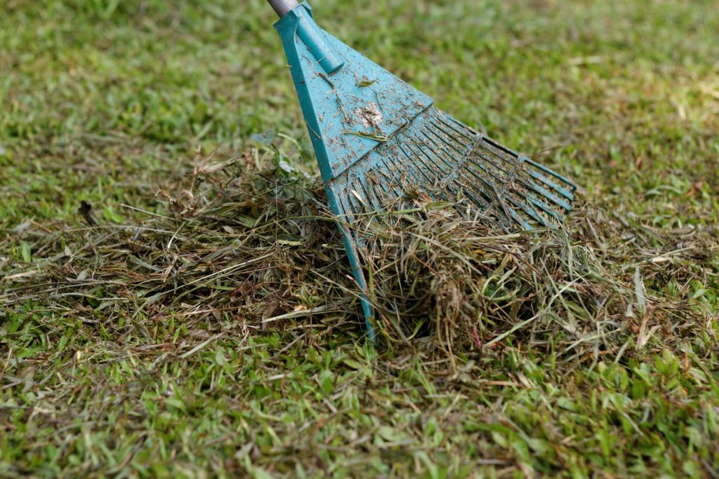 early spring lawn care -rake debris