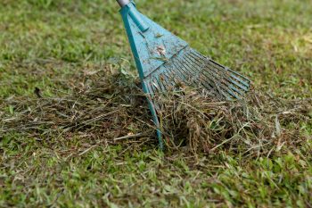 early spring lawn care -rake debris