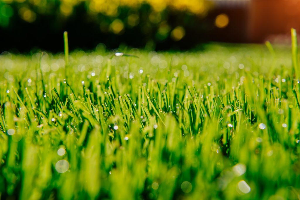 Grapevine Lawn Care | Lawn Care and Lawn Maintenance Service