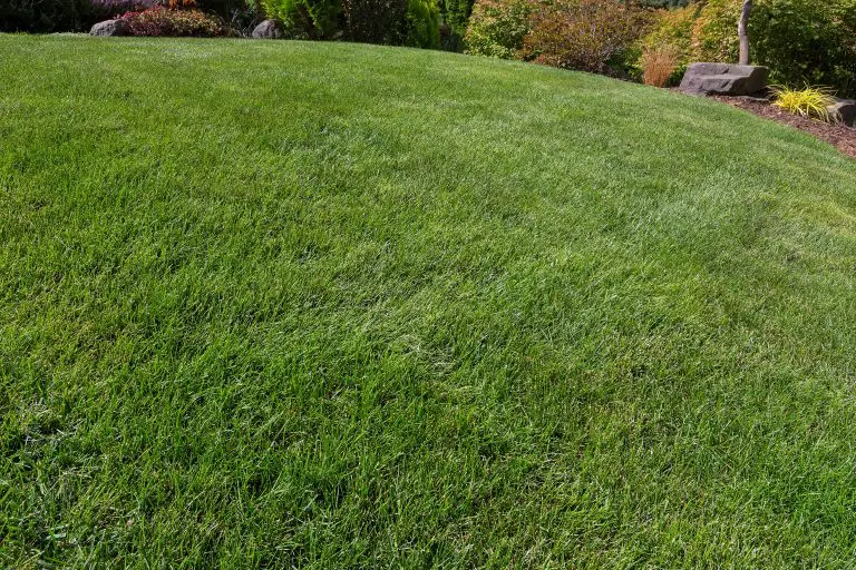 best spring lawn fertilizer