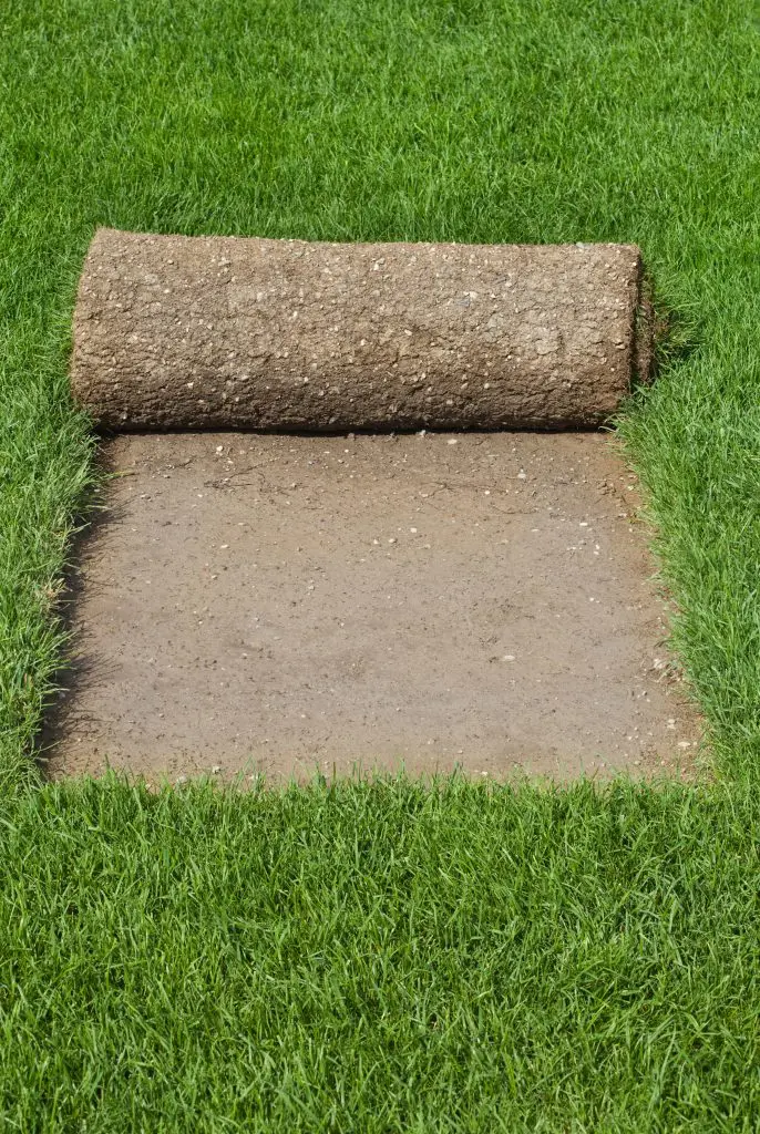 sod installation in dallas tx