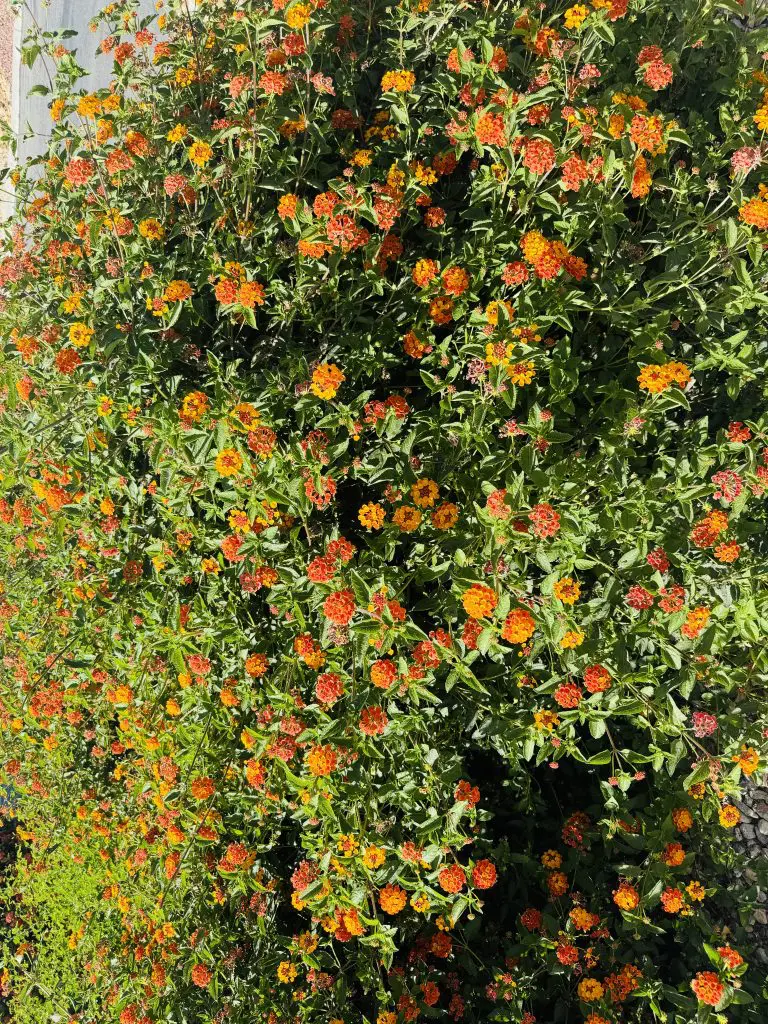 carrollton landscaping services