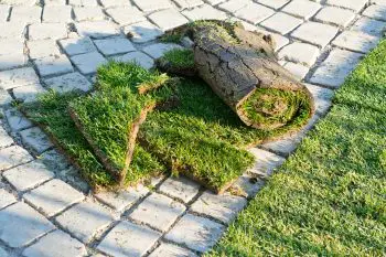 bermuda sod installation