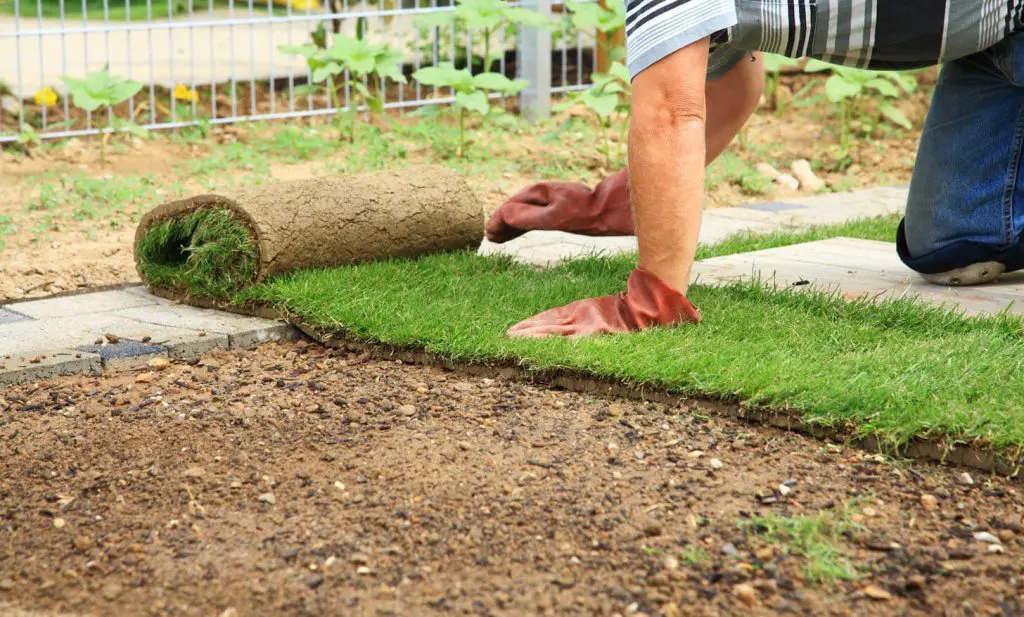 prosper sod installation