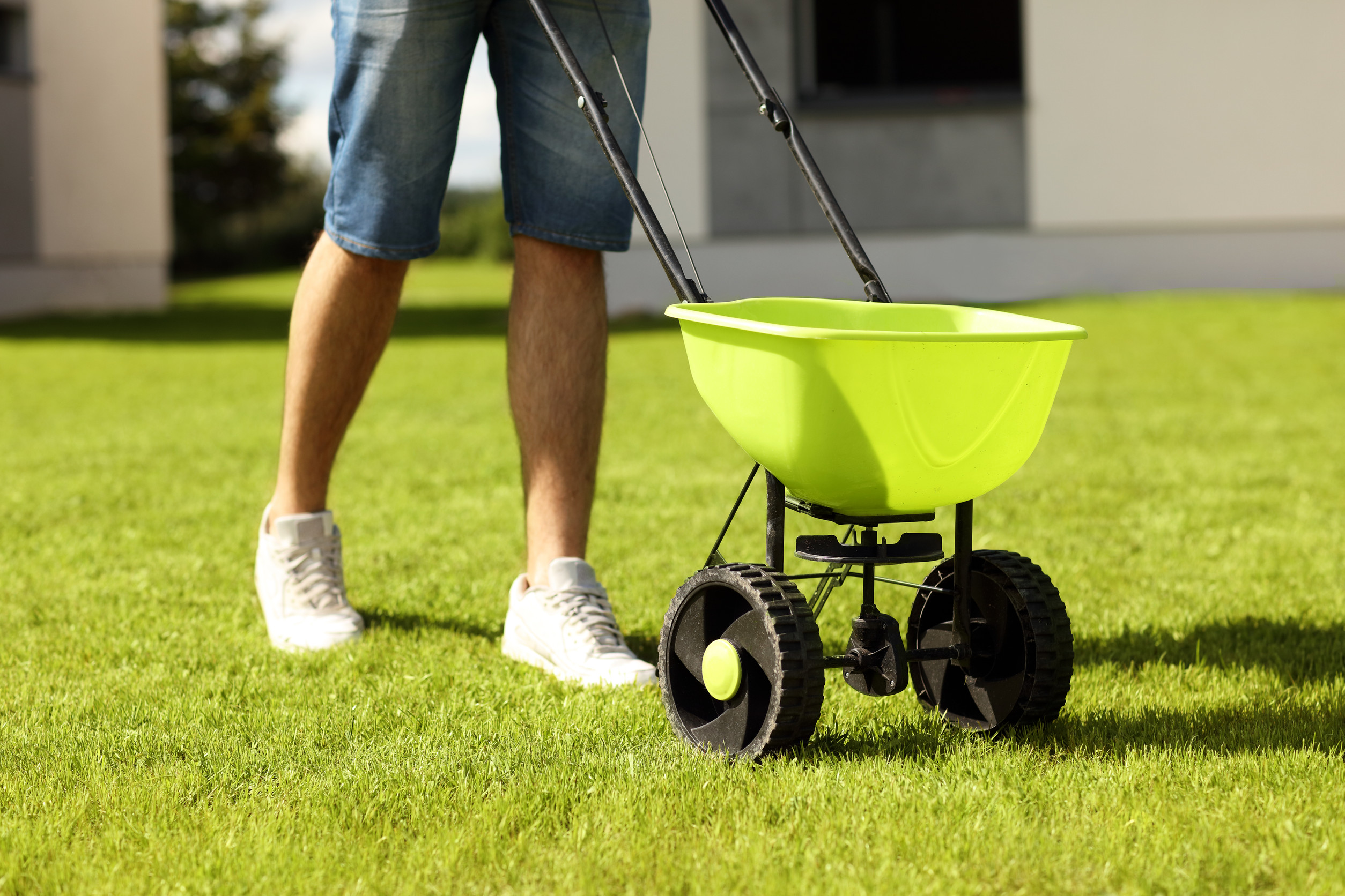 early spring lawn care