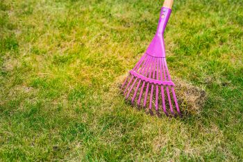 dethatch or aerate before overseeding