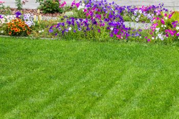 aerate lawn before overseeding
