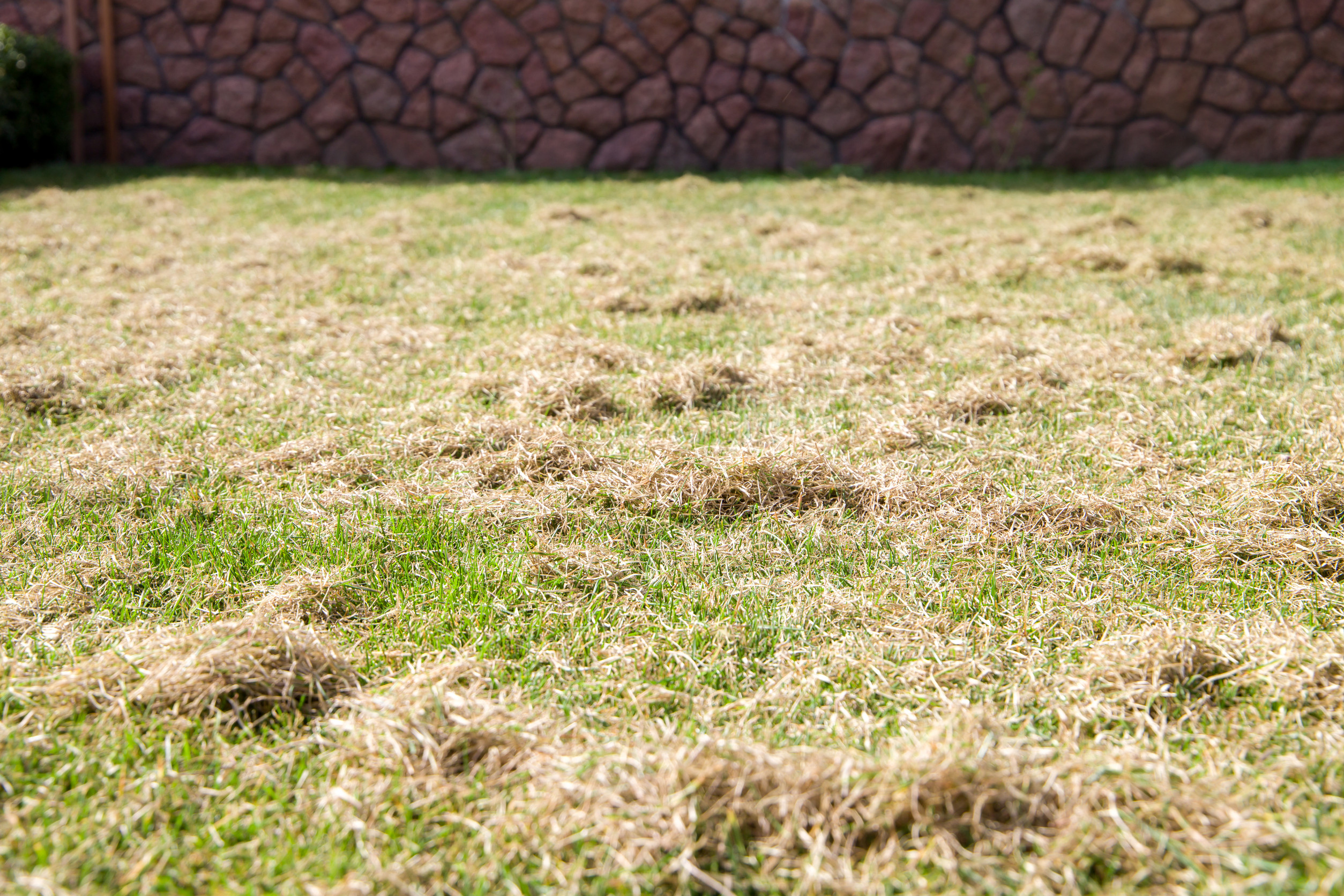 how to get rid of white clover in my lawn