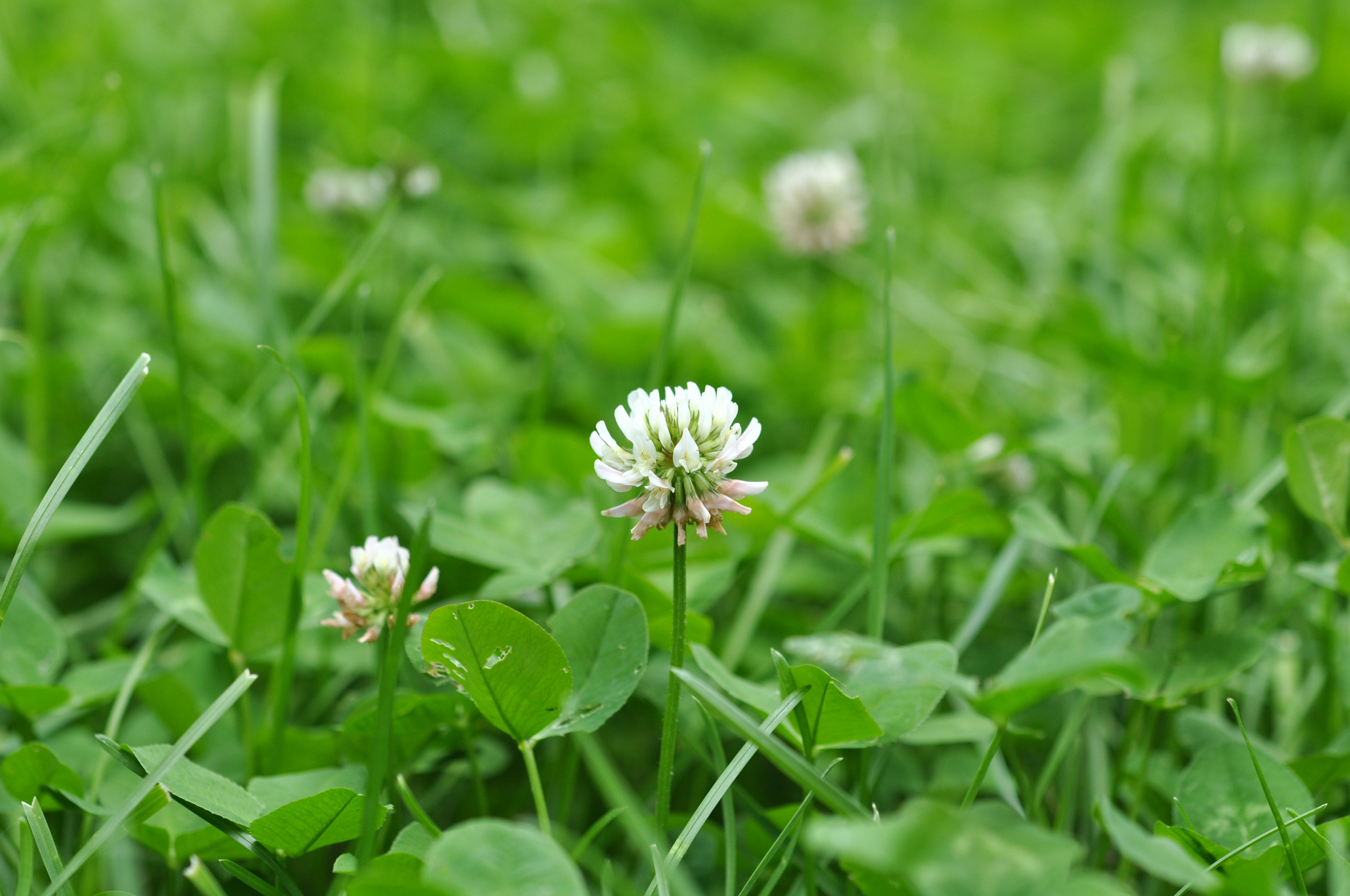 how to get rid of white clover in my lawn