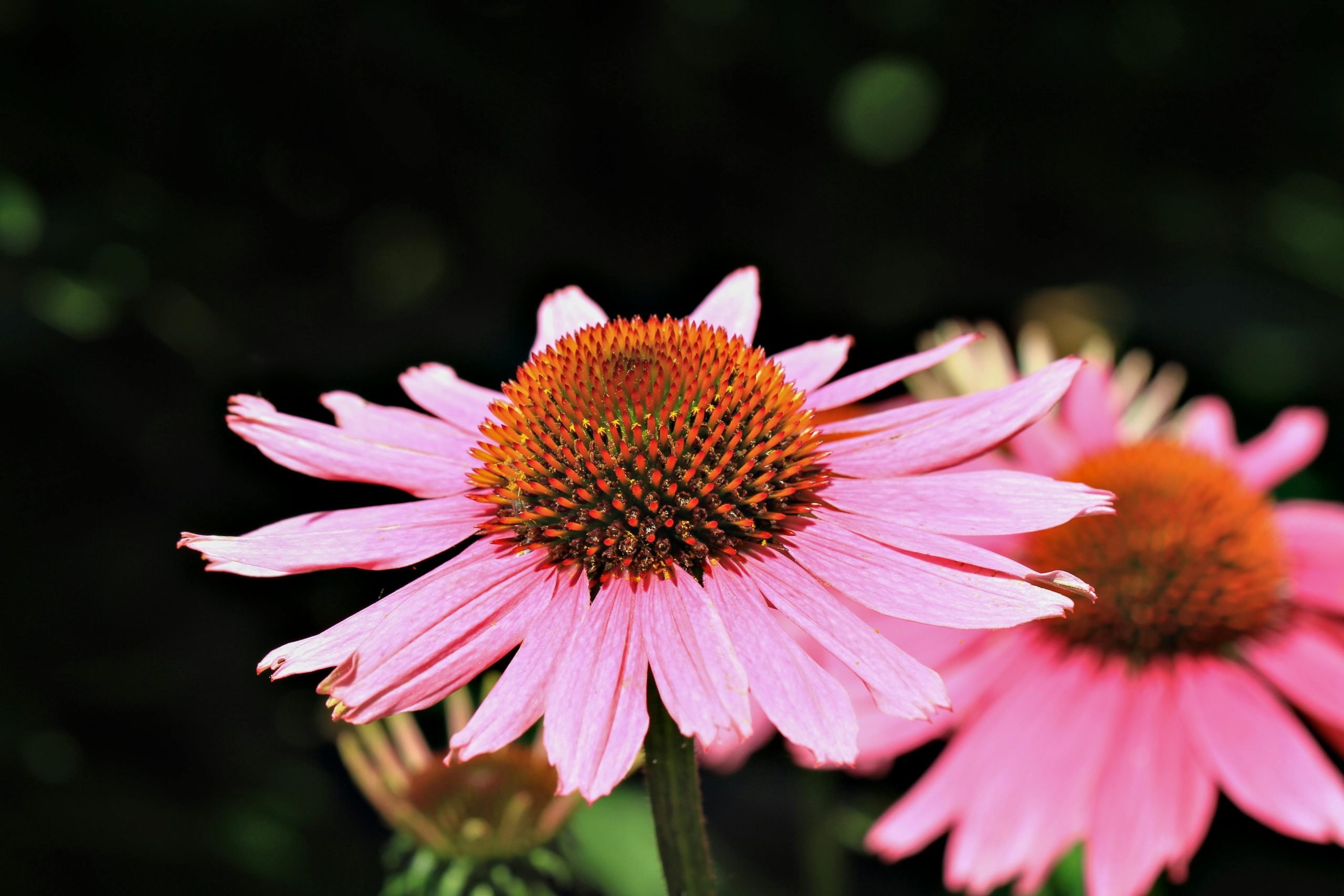 full sun-loving flowers