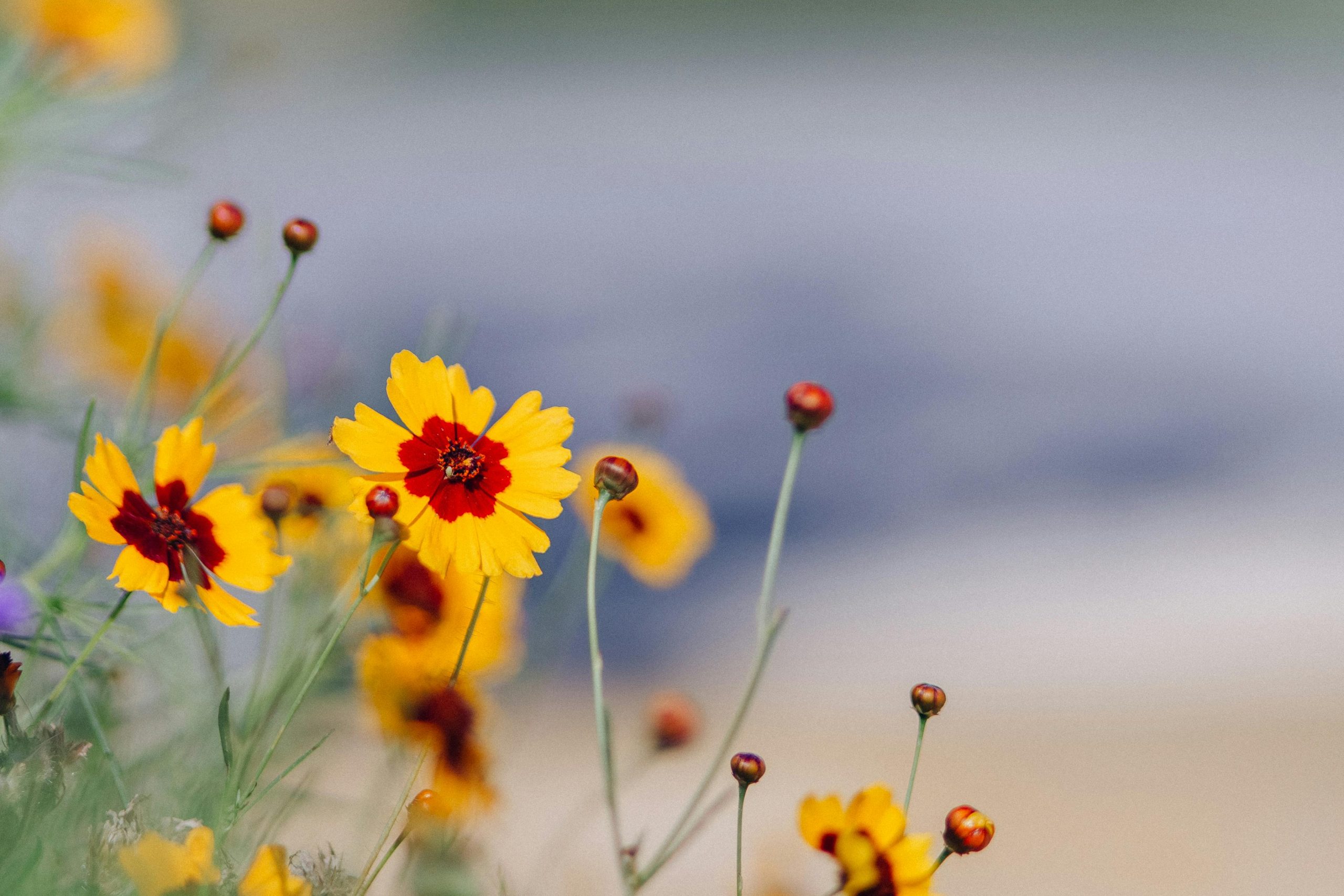 full sun-loving flowers
