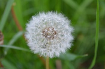 use post-emergent herbicides