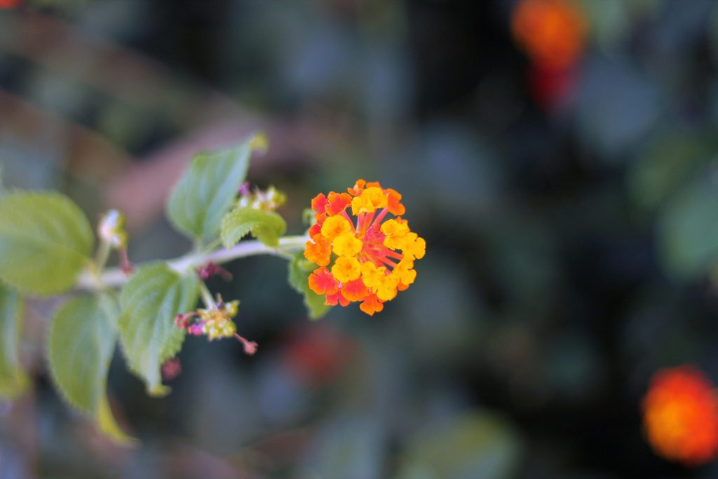 low maintenance outdoor plant lantana