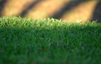 lush lawn