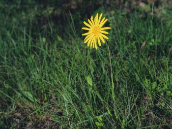 should you spray weeds before or after mowing