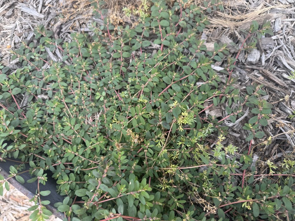 What is Post Emergent Herbicide? How it Works & When to Use