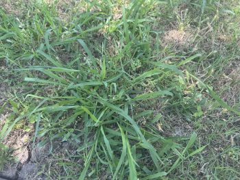 post emergent herbicides for lawn weeds