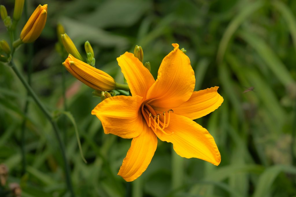 daylily