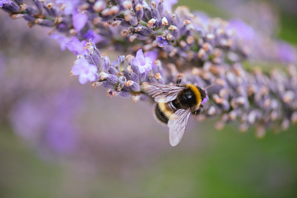 Easiest Low-Maintenance Outdoor Plants for Your Garden