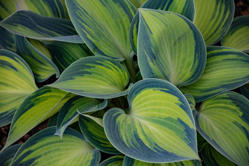 hosta