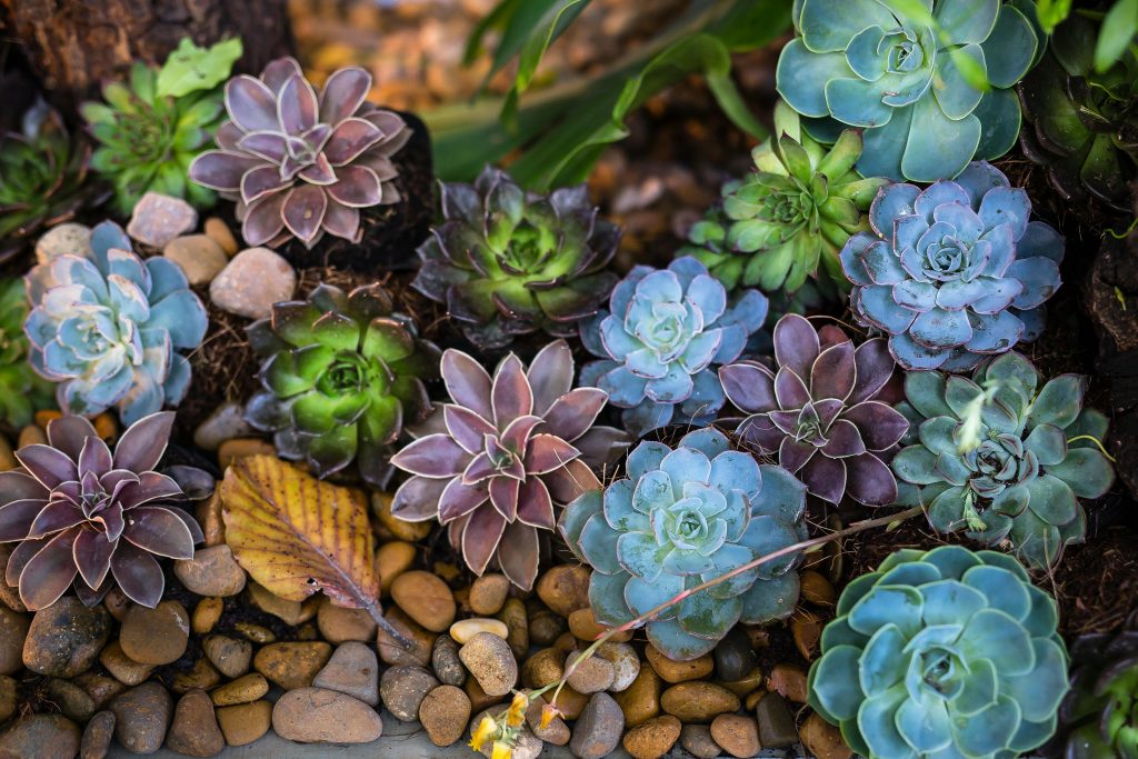 easiest outdoor low maintenance plants